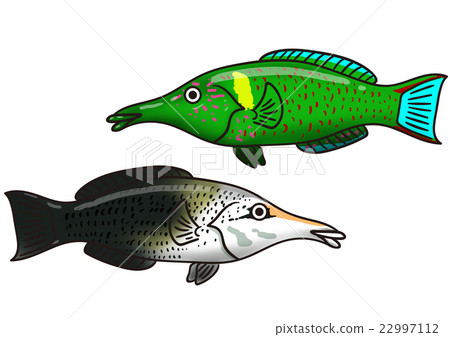 魚Cudd維拉的例證 22997112