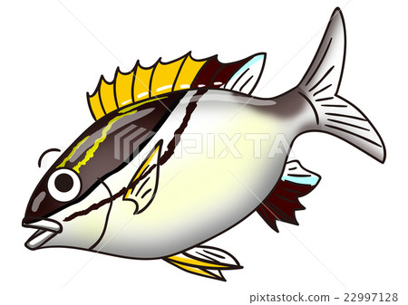 Illustration of a fish Lotus tiger gashira Illustration of a fish Lotus tiger gashira 22997128