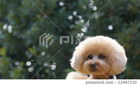 玩具獅子狗玩具貴賓犬 22997310