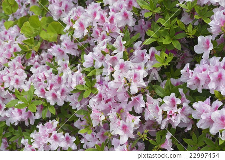 Goryomatsu Park (Mihonoseki) 22997454