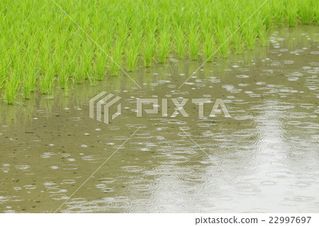 Paddy field of plum Paddy field of plum 22997697