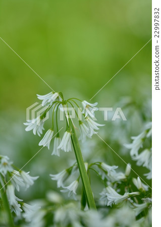 Mitsukadonegi 22997832