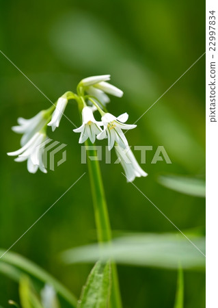 Mitsukadonegi 22997834