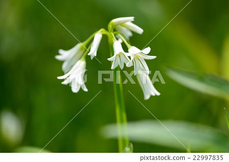 Mitsukadonegi 22997835