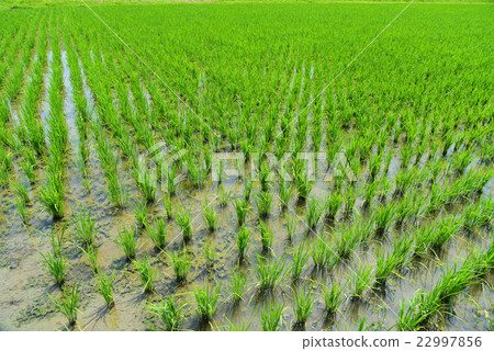 (Chiba / Isumi City) [June paddy scenery] Beautifully planted rice seedlings 22997856