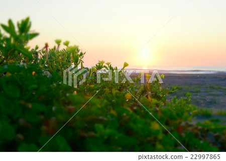 (Chiba / Isumi-shi / Ohara coast) [Seascape in June] Komatsuyoigusa blooming on the beach at dawn / near view 22997865