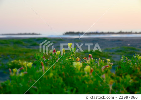 （千葉縣/夷umi市/大原海岸）[6月的海景]小松夕草在黎明時分盛開在海灘上/近景 22997866