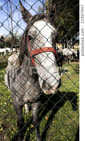 Horse behind fence 22997947