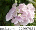 Fluffy hydrangea 22997981