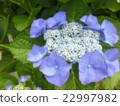 Fluffy hydrangea 22997982