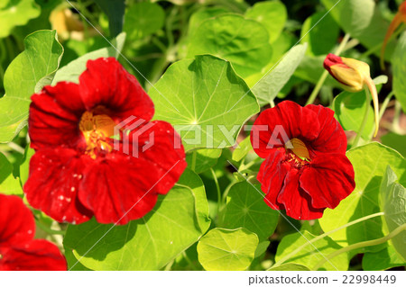 Edible Flower Nastustium Red Edible Flower Nastustium Red 22998449