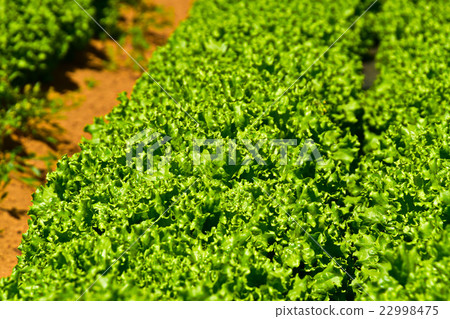 City lettuce field City lettuce field 22998475