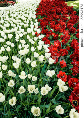 Tulip field in Keukenhof Gardens, Lisse Tulip field in Keukenhof Gardens, Lisse 22998478