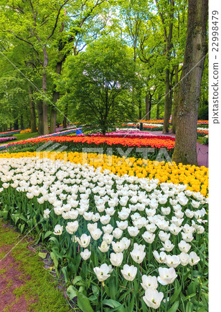 Tulip field in Keukenhof Gardens, Lisse Tulip field in Keukenhof Gardens, Lisse 22998479