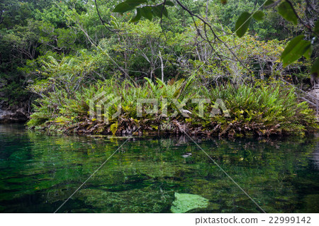 Cenote with pure water, Mexico Cenote with pure water, Mexico 22999142