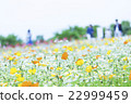Poppy blooming on the flower hill of Expo Memorial Park 22999459