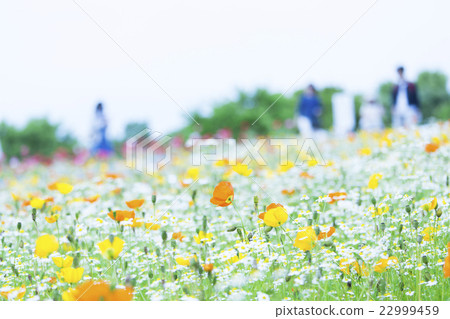 Poppy blooming on the flower hill of Expo Memorial Park 22999459