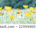 Orange poppy blooming on the flower hill of Expo Memorial Park 22999460