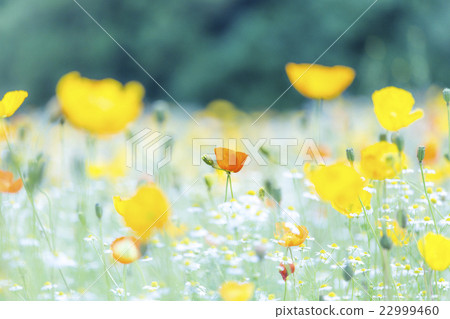 Orange poppy blooming on the flower hill of Expo Memorial Park 22999460