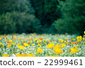 Poppies blooming at the Expo Memorial Park 22999461