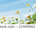Poppies and blue sky blooming at Expo Memorial Park 22999462