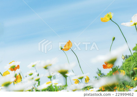 Poppies and blue sky blooming at Expo Memorial Park 22999462