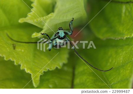 生活用品Insect Lamy Kamikiri從前面看是一張圓臉 22999487