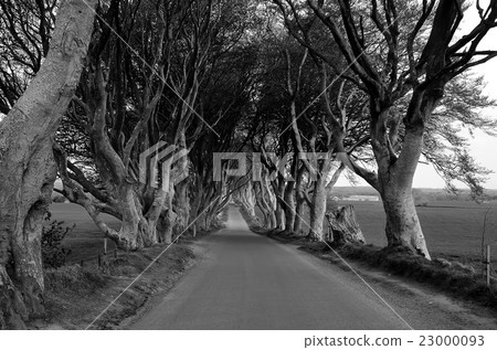 The Dark Hedges road and tree grayscale The Dark Hedges road and tree grayscale 23000093