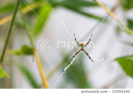 Black and Yellow Argiope spider on web Black and Yellow Argiope spider on web 23000340