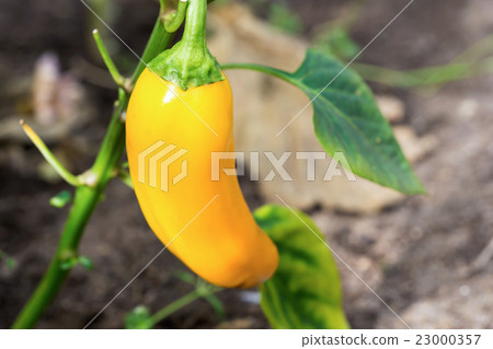 Yellow pepper in hothouse Yellow pepper in hothouse 23000357