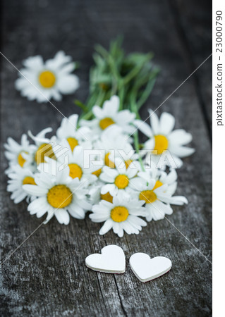 Beautiful fresh daisies decorated with hearts Beautiful fresh daisies decorated with hearts 23000790