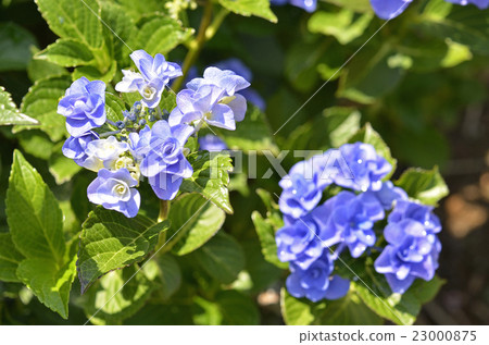 繡球花(繡球花) 繡球花(繡球花) 23000875
