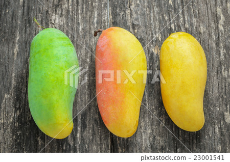Different size of Mangoes on old wooden table 23001541