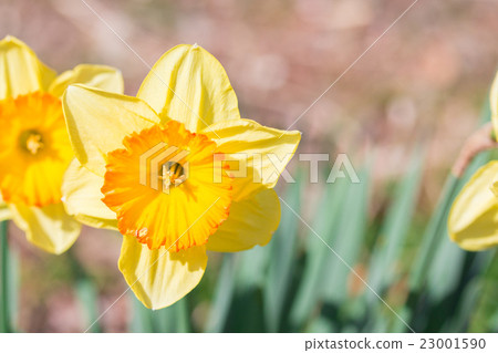 Beautiful (geum aleppicum jacq) yellow flower 23001590