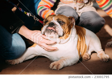 People stroking Young English Bulldog Dog People stroking Young English Bulldog Dog 23001795