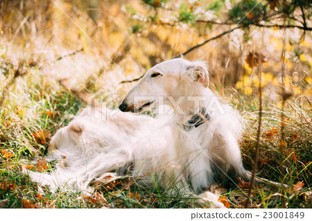 White Russian Borzoi, Russian Hunting Dog Sit In White Russian Borzoi, Russian Hunting Dog Sit In 23001849