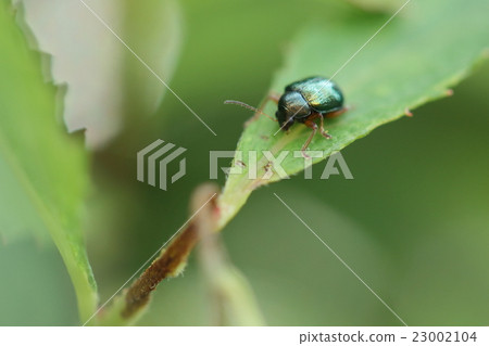 Living thing insects Aoba nessar beetle, the size is about 3 to 4 mm, but there is a presence 23002104