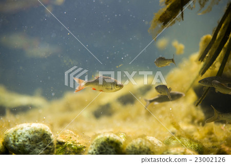 small europen river fish in fresh water aquarium 23002126