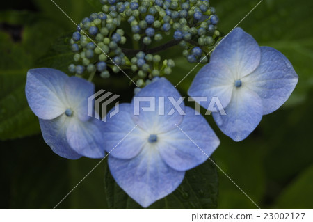  Gaku hydrangea 23002127