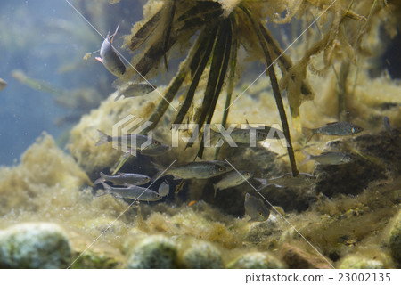 small europen river fish in fresh water aquarium 23002135
