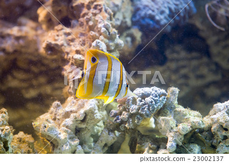 Copperband butterflyfish (Chelmon rostratus) 23002137