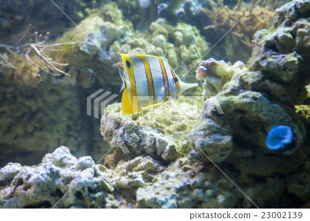 Copperband butterflyfish (Chelmon rostratus) 23002139