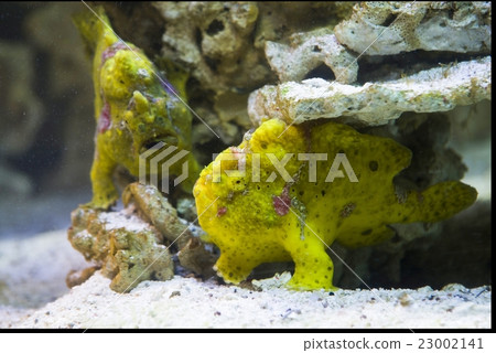 striped frogfish (antennarius striatus) 23002141