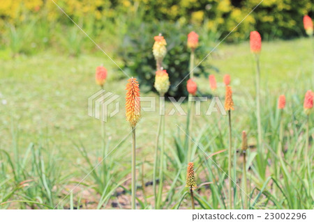 Tritoma flower 23002296