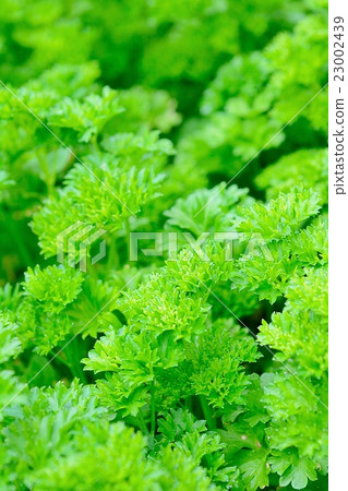 Fresh parsley closeup. 23002439