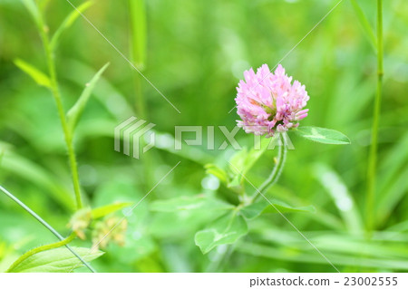 粉紅三葉草花 粉紅三葉草花 23002555