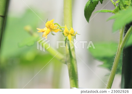 Tomato flowers 23002926