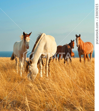 Group of Horses 23003015