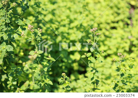 Oregano 23003374