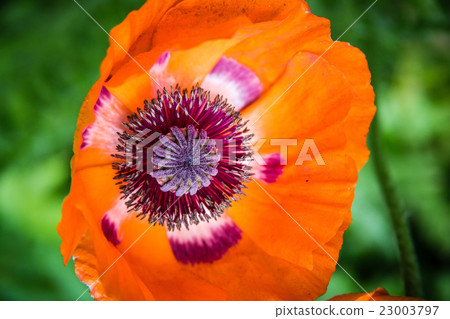 One red poppy 23003797